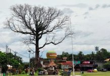 Pohon randu berdarah di Borobudur mendadak viral, namun bagaimana fakta sebenarnya?