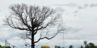 Pohon randu berdarah di Borobudur mendadak viral, namun bagaimana fakta sebenarnya?