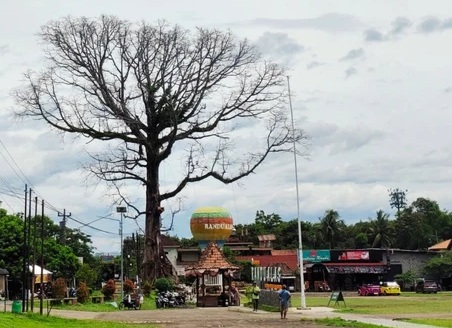 Randu Berdarah di Borobudur bukan Mistis (Foto: Arfiansyah Panji Purnandaru/kumparan) Pohon randu berdarah di Borobudur mendadak viral, namun bagaimana fakta sebenarnya?